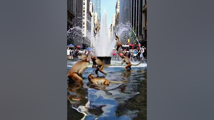 Shocking Moment Monkeys Taking Over the Streets of New York City #trending #shorts #funny #monkey