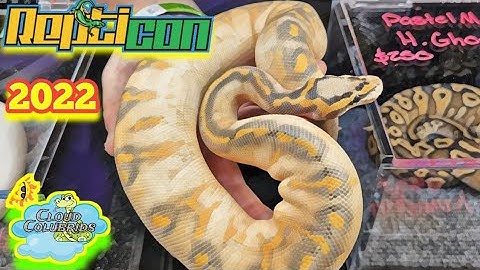 Repticon Tampa Bay 2022 Part 2: Amazing Reptile show 2022