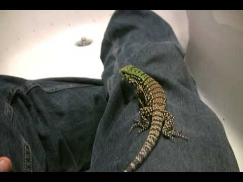 black mirror season 5 baby b w tegu