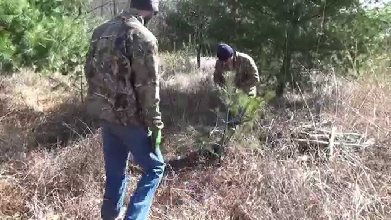 Transplanting White Pine Trees With King Of Spades You Transplanting White Pine Trees With King Of Spades