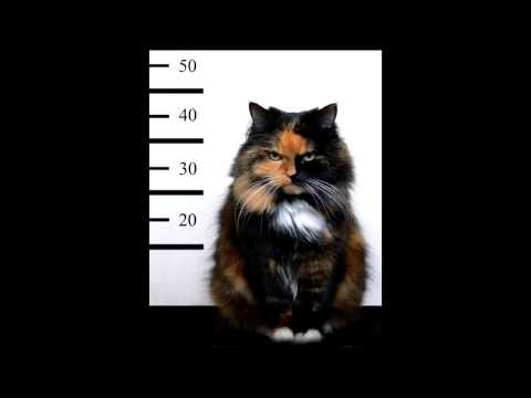 Videó: A Végbél, A Végbél Vagy A Perineum Régió Krónikus Gyulladása Macskáknál