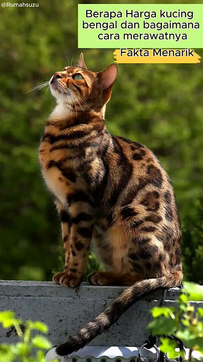 Harga kucing bengal dan cara merawatnya #catlover #pets #animals #kucing