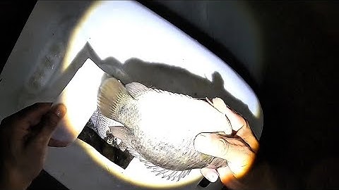 Chích Cá Đêm trời Mưa Vừa Tạnh. Cá trê vàng Cá Rô Đồng quá bự | xa quê vlog 