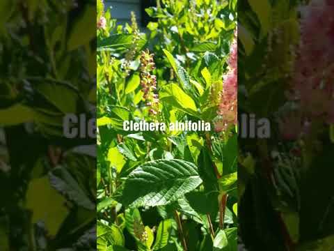 Video: Summersweet Bitki - Clethra Alnifolia Qulluğu üçün Məsləhətlər