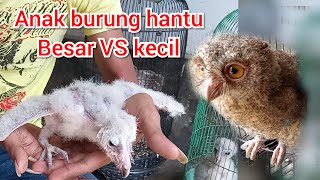 Anak burung CELEPUK VS TYTO ALBA