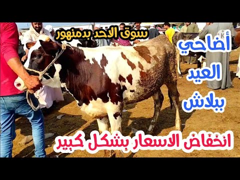 تعرف على أسعار أضاحي العيد في سوق الاحد بدمنهور 27 / 6 " فيديو "
