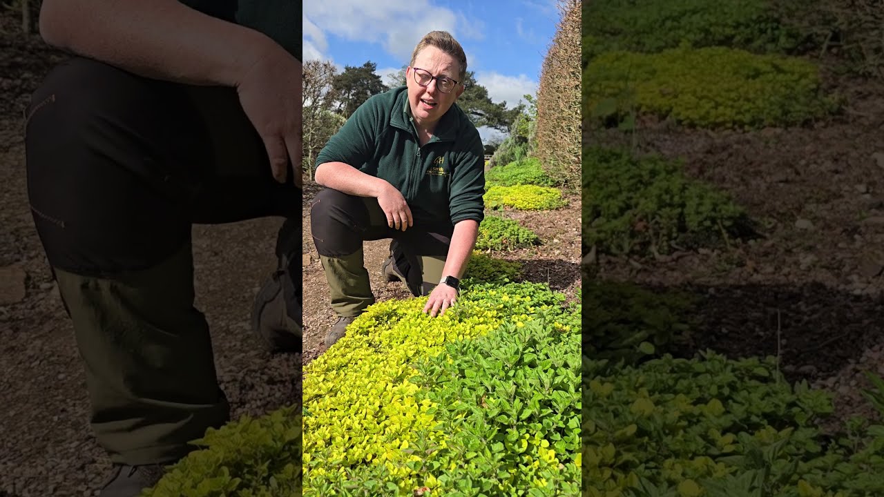 Hot Herbs At Goldstone Hall Hotel Gardens Gardening Springgardening