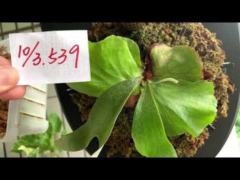 【園藝539】10月3日(二)鹿角蕨兩株都冒出了新的葉子手！