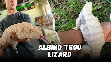 Albino tegu lizard, Buying Cost, Diet, Care Sheet Guide for Beginners