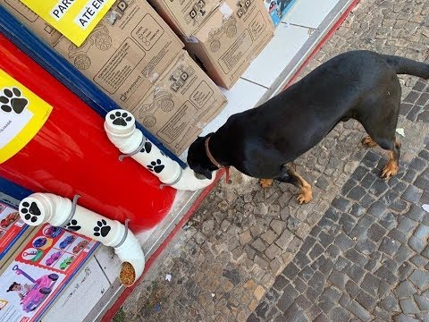 Loja Oferece Comedouro e Bebedouro para Cães de Rua, em Limeira