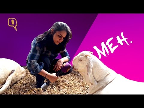 Bakrid Special: Meet The 350 Kg Bakra Being Sold For Rs.8 Lakhs