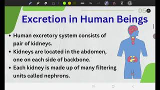 Human Excretory System | Kidney & Nephron Explained | Class 10 Biology