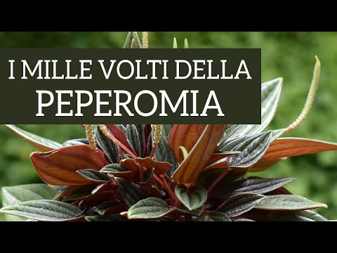 Video: Tipi E Coltivazione Della Peperomia Ampelosa (Peperomia)