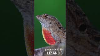 Reel - Lizards