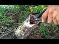 雷魚が釣れたらマウスオープナー！！