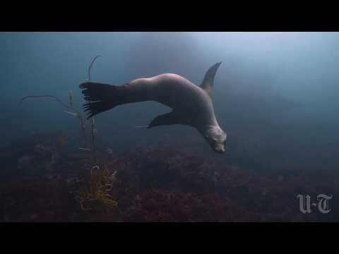‘Future Oceans,’ a look at San Diego County’s marine protected areas