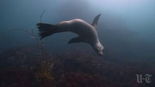 ‘Future Oceans,’ a look at San Diego County’s marine protected areas