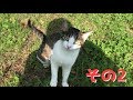 キャンプ場に居た猫が超絶可愛かった件 その2