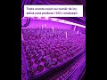 DocaPerene.ro are propria cloșcă pentru producția plantelor perene