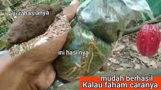 cara mencangkok pohon kakao (coklat) yang benar supaya 100% berhasil