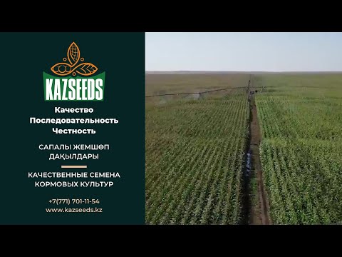 KAZSEEDS - качественные