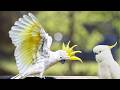 JOIN Feeding friending Wild Cockatoos and Corellas LIVE!