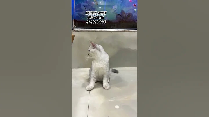 Video 11636361: haired kitten