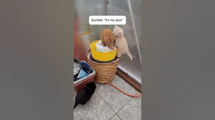 Video 9731111: kitten kitty catlover catlife, kitten catlovers catlife meow, catlovers kitten cats catlife, meow cute kitty catlover, catlover meow kitty funny, kitty love catlover kitten