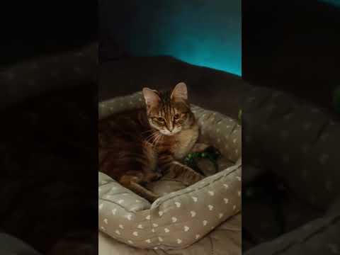 ​POV: Your Cat Has More Main Character Energy Than You 💅✨ #shorts #cats