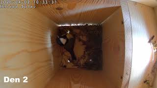 Sýkorka Koňadra Staví Hnízdo Den 2 Great Nest