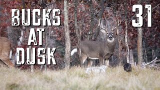 Bucks at Dusk Episode #31