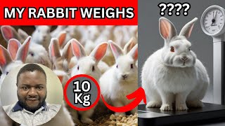 Can Rabbits Weigh 23 Pounds? Exposing the Truth, the Real Weights of Popular Rabbit Breeds.