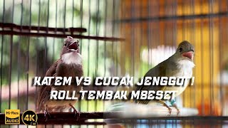MASTERAN KATEM VS CUCAK JENGGOT