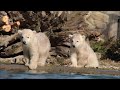 Eisbären Kaja, Skadi und Sizzel im Zoo Rostock am 08.03.2022