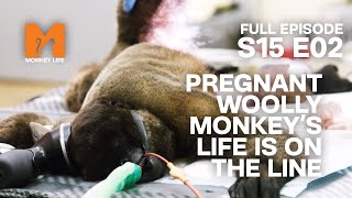 Oriana and Her Unborn Baby Are In Danger | Season 15 Episode 2 | Full Episode | Monkey Life