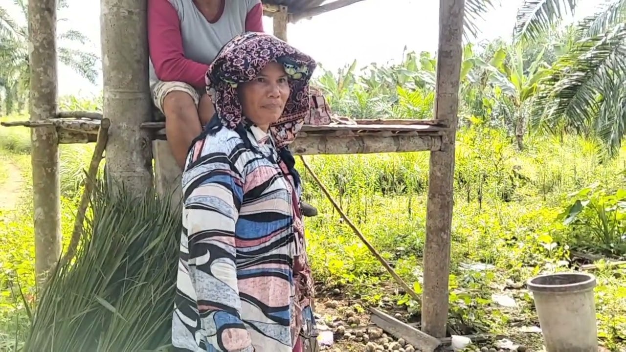 Sejarah Dalam Hidup Saya|| Saya Yang Mendodos Sawit||Dapat 3 Jangjang 