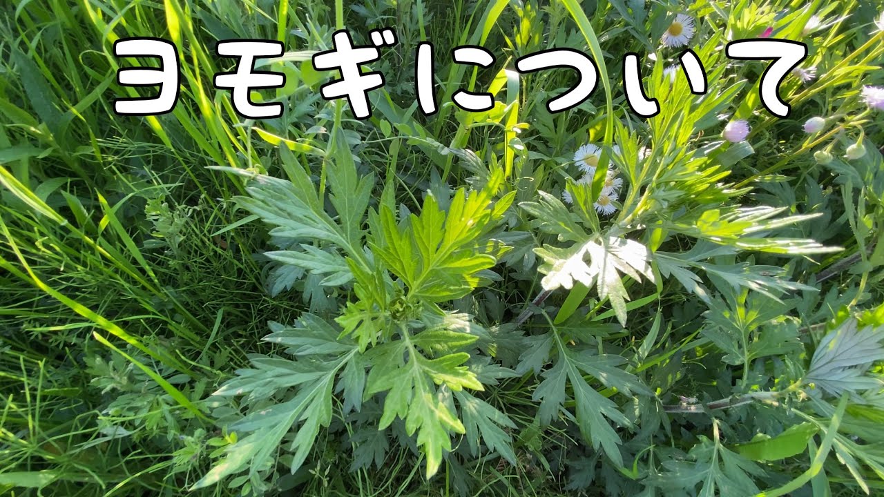 【ヨモギについて】 - YouTube