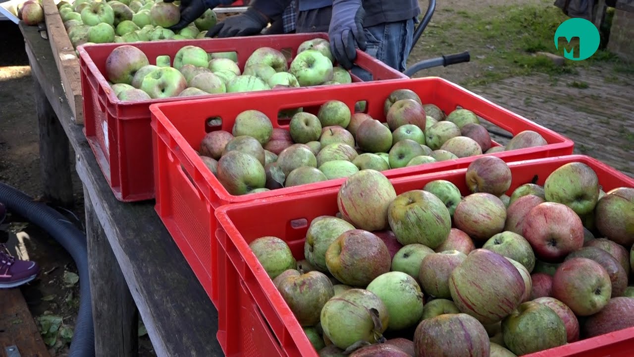 Sapdag 2023 Schaapskooi Schijndel