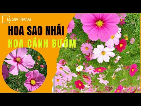 Video: Cosmea: trồng và chăm sóc cây