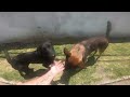 ECUADOR STREET DOGS
