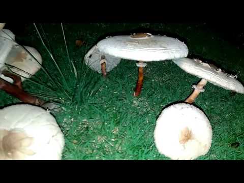 Video: After Heavy Rains In Primorye, Walking Animal Mushrooms Grew Up - Alternative View
