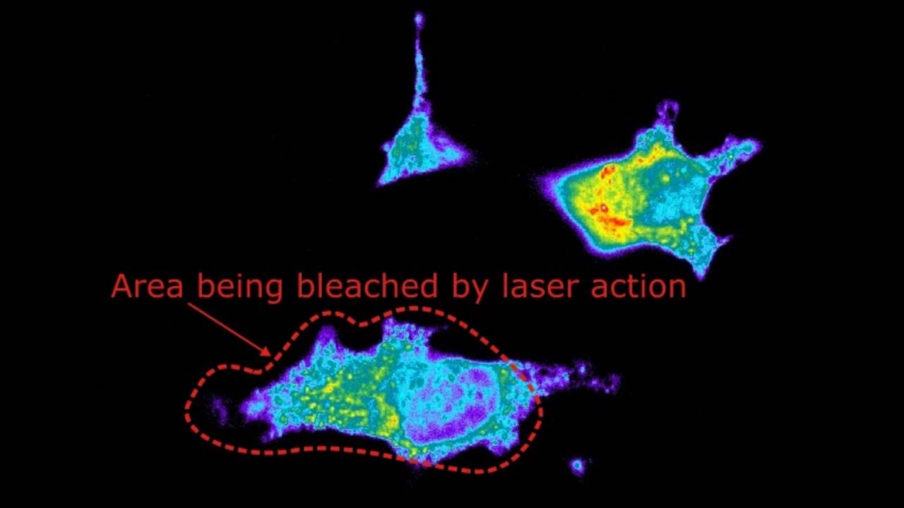 Fluorescence recovery after photobleaching (FRAP) on Hela Cells - YouTube