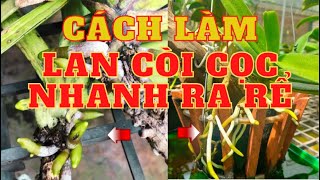 Cách làm lan còi cọc nhanh ra rể.