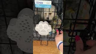 Hero Firefighter's Mission to Save Pets #AnimalRescue #FirefighterStory