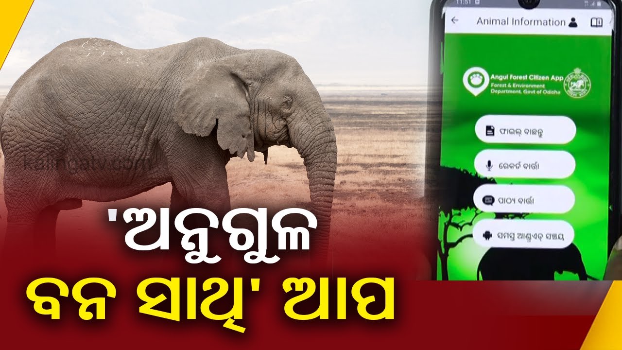 Angul Bana Sathi App Launched To Prevent Human-Elephant Conflict || Kalinga TV