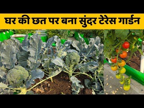 घर की छत पर बना सुंदर टेरेस गार्डन क्या क्या लगा है मेरे गार्डन में | Terrace Garden Tour Video