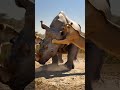 Massive Pride Of Lions Capture Rhino For The Kill Intense Wildlife Hunt In African Jungle Lion Massive Pride Of Lions Capture Rhino For The Kill Intense Wildlife Hunt In African Jungle Lion