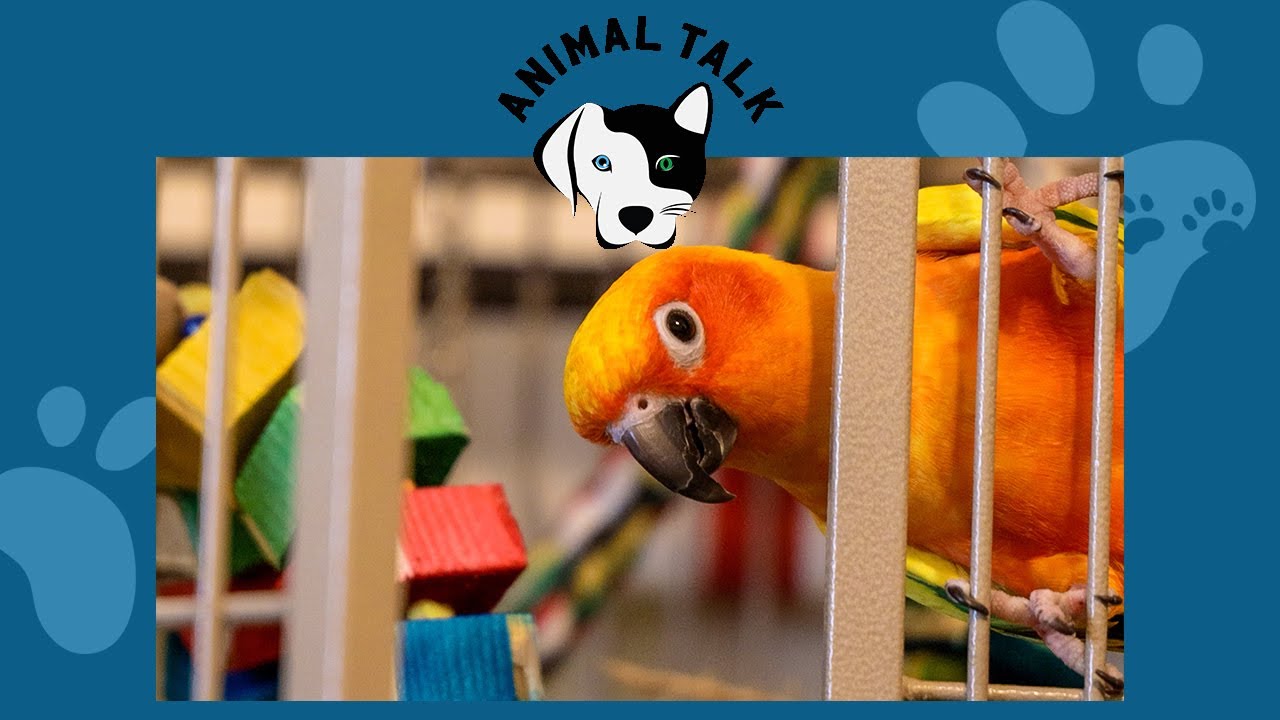 What to know before adopting a bird | Animal Talk