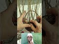 Satisfying Process | গ্রামীণ পদ্ধতিতে বেত দিয়ে ঝুড়ি বানানো হচ্ছে 🧺 #shorts #canebasket #making