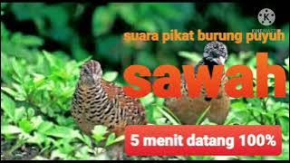 ⭕SUARA PIKAT BURUNG PUYUH SAWAH @HarryPredator